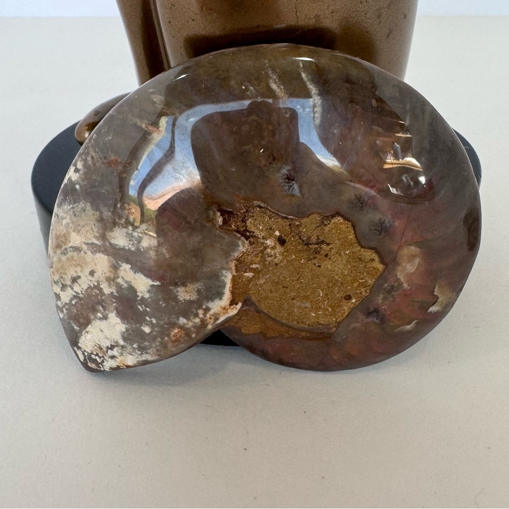 Large Matching Pair of Iridescent Polished Ammonite Fossils from Morocco - Picture 12 of 16